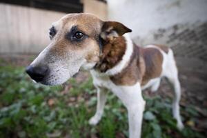 une solitaire et triste garde chien sur une chaîne près une chien maison en plein air photo