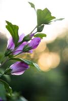 magnifique violet hibiscus fleurs sur une buisson photo