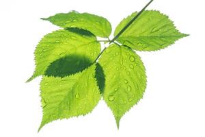 magnifique gouttelettes après pluie sur une vert feuille isolé sur blanc Contexte photo