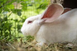 une magnifique blanc national lapin est pâturage et en marchant dans le enceinte en plein air photo