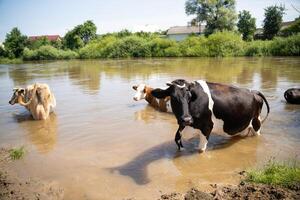 vaches baigner dans le rivière près le village dans chaud été photo