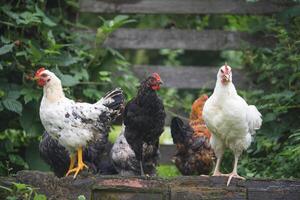 magnifique poulets et coqs en plein air dans le Cour photo