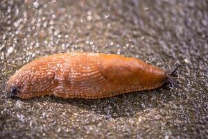 fermer de une Espagnol escargot arion vulgaris en plein air photo