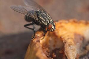 mouche domestique, proche en haut macro coup de une mouche photo