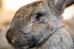 une magnifique gris national lapin est pâturage et en marchant dans le enceinte en plein air photo