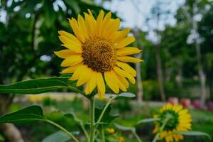 fermer de tournesol avec brouiller jardin Contexte. photo