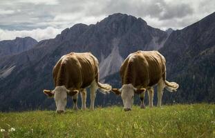 mignonne et magnifique vache photo