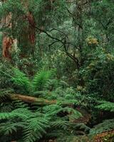 magnifique et vert forêt photo