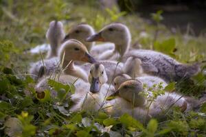 peu canetons dans une herbe, canetons dans le parc, photo