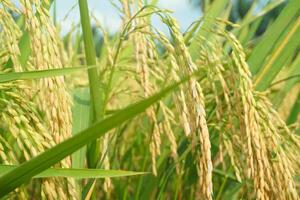 riz des champs cette avoir tourné Jaune et sont prêt à être récolté photo