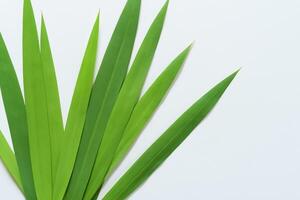 une culinaire odyssée avec le magnifique pandan feuille, infuser délicat arômes et vibrant vert teintes dans exquis plats, élevant saveur profils avec la nature Frais élégance photo