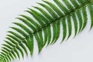 embarquement sur une périple par le complexe beauté de magnifique fougère feuilles, comme luxuriant vert frondes se dérouler dans la nature danse, création un exquis tapisserie de botanique élégance et intemporel la grâce photo