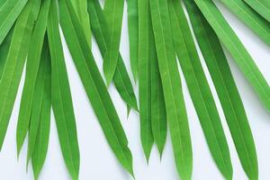 une culinaire odyssée avec le magnifique pandan feuille, infuser délicat arômes et vibrant vert teintes dans exquis plats, élevant saveur profils avec la nature Frais élégance photo