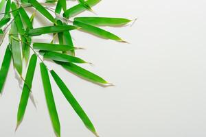 embrassement le séduire de magnifique bambou feuilles, où gracieux vert lames Danse dans harmonieux symphonie, création une tranquille oasis de la nature équilibre et intemporel beauté photo