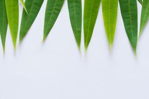 une culinaire odyssée avec le magnifique pandan feuille, infuser délicat arômes et vibrant vert teintes dans exquis plats, élevant saveur profils avec la nature Frais élégance photo