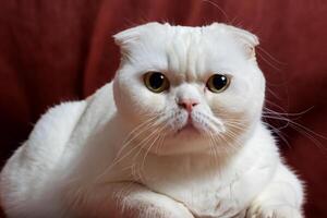 explorant le séduire de une magnifique Écossais plier chat, où moustachu élégance et espiègle charme unir dans une fascinant portrait de câlin délice photo