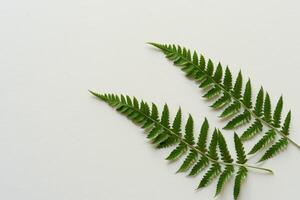 embarquement sur une périple par le complexe beauté de magnifique fougère feuilles, comme luxuriant vert frondes se dérouler dans la nature danse, création un exquis tapisserie de botanique élégance et intemporel la grâce photo