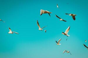 mouettes dans le ville photo