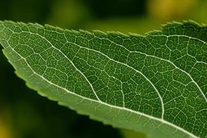 dévoilement la nature splendeur dans chaque délicat veine, une kaléidoscope de beauté orne cette fermer élégance, où verdure devient un complexe tapisserie de la vie photo