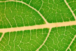 dévoilement la nature splendeur dans chaque délicat veine, une kaléidoscope de beauté orne cette fermer élégance, où verdure devient un complexe tapisserie de la vie photo