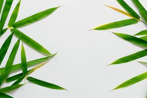 embrassement le séduire de magnifique bambou feuilles, où gracieux vert lames Danse dans harmonieux symphonie, création une tranquille oasis de la nature équilibre et intemporel beauté photo