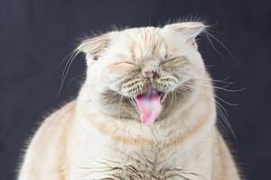 explorant le séduire de une magnifique Écossais plier chat, où moustachu élégance et espiègle charme unir dans une fascinant portrait de câlin délice photo