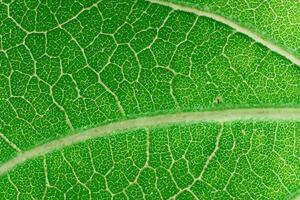 dévoilement la nature splendeur dans chaque délicat veine, une kaléidoscope de beauté orne cette fermer élégance, où verdure devient un complexe tapisserie de la vie photo