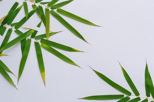 embrassement le séduire de magnifique bambou feuilles, où gracieux vert lames Danse dans harmonieux symphonie, création une tranquille oasis de la nature équilibre et intemporel beauté photo