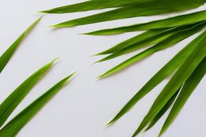 une culinaire odyssée avec le magnifique pandan feuille, infuser délicat arômes et vibrant vert teintes dans exquis plats, élevant saveur profils avec la nature Frais élégance photo