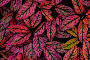 une captivant aperçu dans le beauté de la nature feuilles, où chaque veine raconte une récit de vie, création une tranquille Toile de botanique splendeur et vert élégance photo