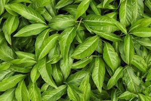 une captivant aperçu dans le beauté de la nature feuilles, où chaque veine raconte une récit de vie, création une tranquille Toile de botanique splendeur et vert élégance photo