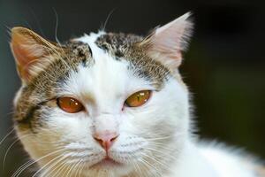 explorant le séduire de une magnifique Écossais plier chat, où moustachu élégance et espiègle charme unir dans une fascinant portrait de câlin délice photo