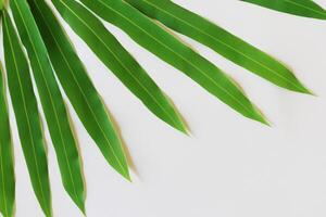 une culinaire odyssée avec le magnifique pandan feuille, infuser délicat arômes et vibrant vert teintes dans exquis plats, élevant saveur profils avec la nature Frais élégance photo