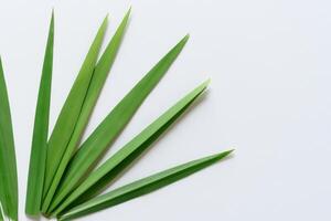 une culinaire odyssée avec le magnifique pandan feuille, infuser délicat arômes et vibrant vert teintes dans exquis plats, élevant saveur profils avec la nature Frais élégance photo