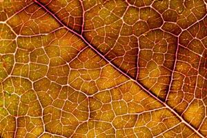 dévoilement la nature splendeur dans chaque délicat veine, une kaléidoscope de beauté orne cette fermer élégance, où verdure devient un complexe tapisserie de la vie photo