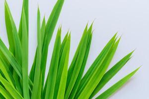 une culinaire odyssée avec le magnifique pandan feuille, infuser délicat arômes et vibrant vert teintes dans exquis plats, élevant saveur profils avec la nature Frais élégance photo