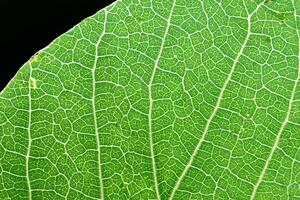 dévoilement la nature splendeur dans chaque délicat veine, une kaléidoscope de beauté orne cette fermer élégance, où verdure devient un complexe tapisserie de la vie photo