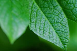 dévoilement la nature splendeur dans chaque délicat veine, une kaléidoscope de beauté orne cette fermer élégance, où verdure devient un complexe tapisserie de la vie photo