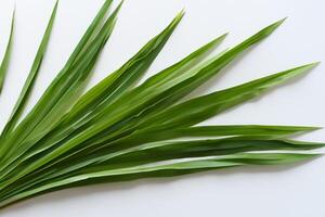 une culinaire odyssée avec le magnifique pandan feuille, infuser délicat arômes et vibrant vert teintes dans exquis plats, élevant saveur profils avec la nature Frais élégance photo