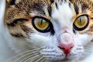 explorant le séduire de une magnifique Écossais plier chat, où moustachu élégance et espiègle charme unir dans une fascinant portrait de câlin délice photo