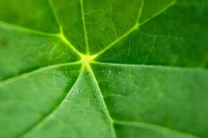 dévoilement la nature splendeur dans chaque délicat veine, une kaléidoscope de beauté orne cette fermer élégance, où verdure devient un complexe tapisserie de la vie photo