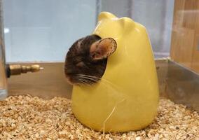 charmant chinchilla dans une cage. pedigree noir chinchilla. le animal de compagnie somnolent dans une Jaune cruche. photo