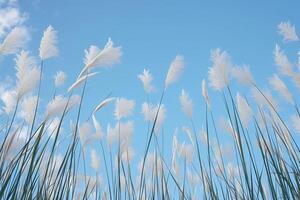 ai généré vue roseau fleur contre brillant bleu ciel phragmites australie bas vue photo