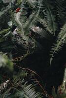 explorer sentule bogor spectaculaire cascades et forêt les sentiers. une randonnée aventure avec copains dans gunung pancar. étourdissant la photographie - magnifique Indonésie photo