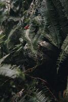 explorer sentule bogor spectaculaire cascades et forêt les sentiers. une randonnée aventure avec copains dans gunung pancar. étourdissant la photographie - magnifique Indonésie photo