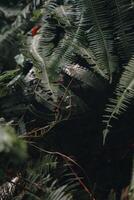 explorer sentule bogor spectaculaire cascades et forêt les sentiers. une randonnée aventure avec copains dans gunung pancar. étourdissant la photographie - magnifique Indonésie photo