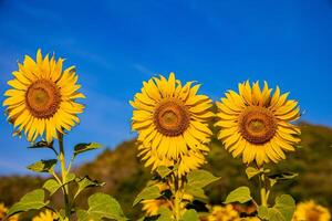 tournesols sur un agricole champ dans Asie. plante Jaune fleurs et tournesol graines. arrière-plan la nature bleu ciel et montagnes. pendant agréable ensoleillé hiver journée dans Les agriculteurs jardin. photo