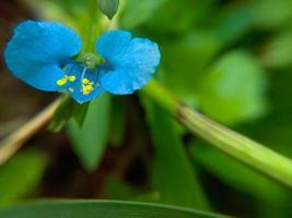 champ de fleurs bleues en fleurs sur un fond de nature photo