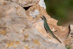 lézard formentera, podarcis pityusensis sur un rocher espagne photo