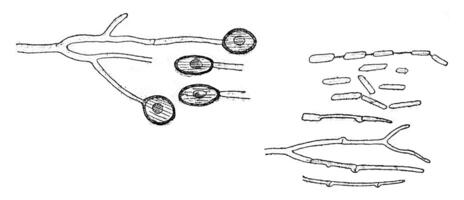 conidies former, chlamydospores et germination, ancien gravure. photo